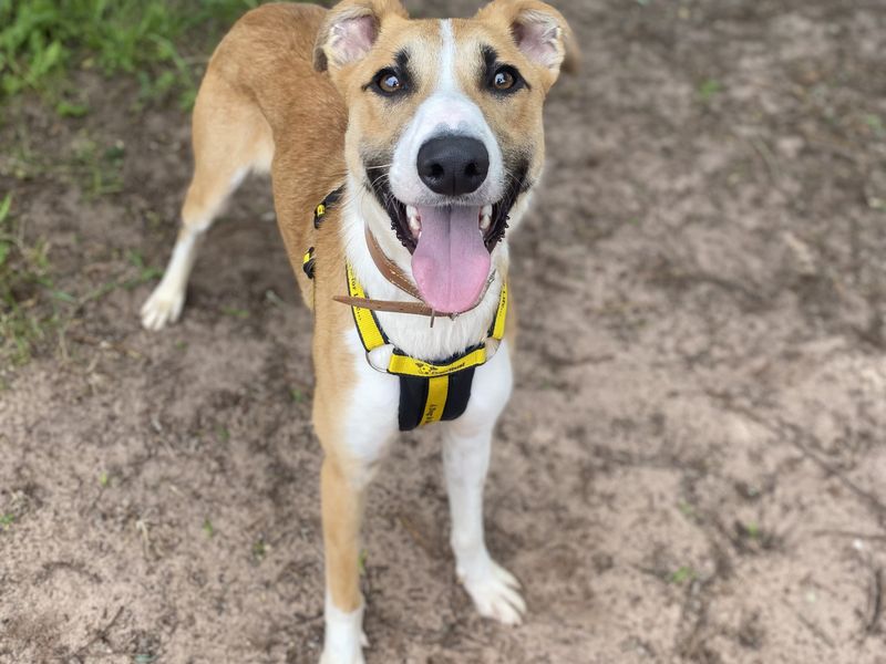 undefined | Lurcher | undefined - 3