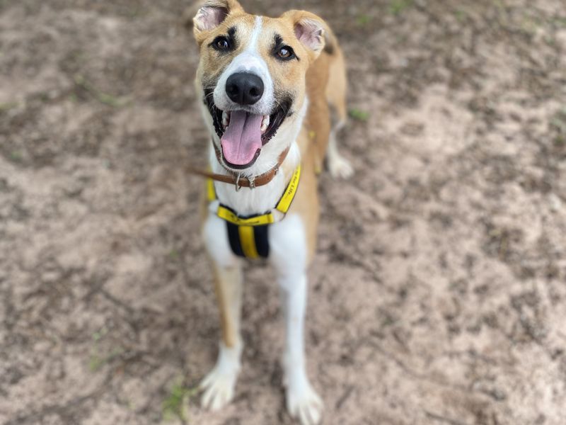 undefined | Lurcher | undefined - 4