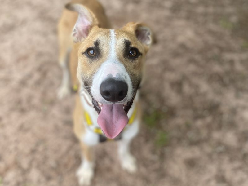 undefined | Lurcher | undefined - 1