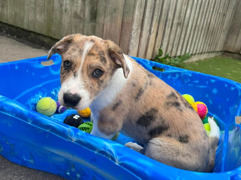 Cricket | Lurcher Cross | Shrewsbury (Shropshire) - 3