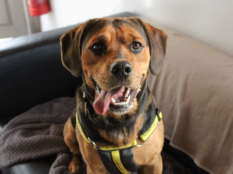 Cookie | Beagle Cross | Shoreham (Sussex) - 6