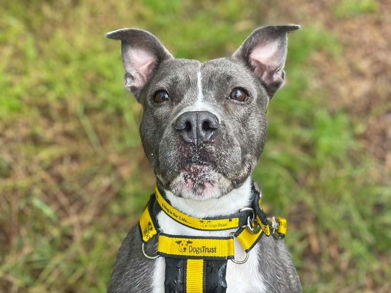 Pearl | Terrier (Staffordshire Bull) | Basildon (Essex) - 3