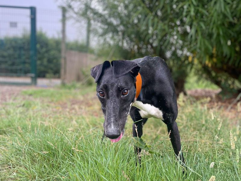 Bonnie | Saluki Cross | Basildon (Essex) - 2