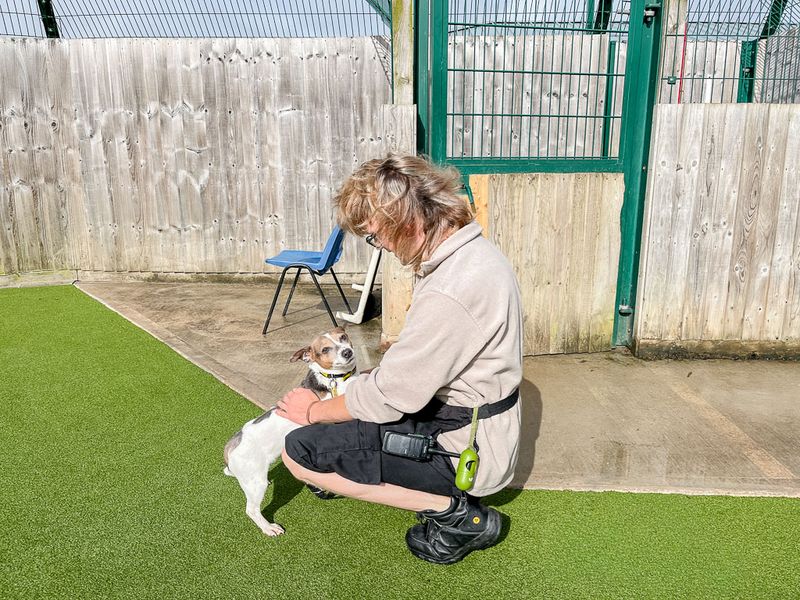 Jack Russell Terrier Dogs And Puppies For Adoption