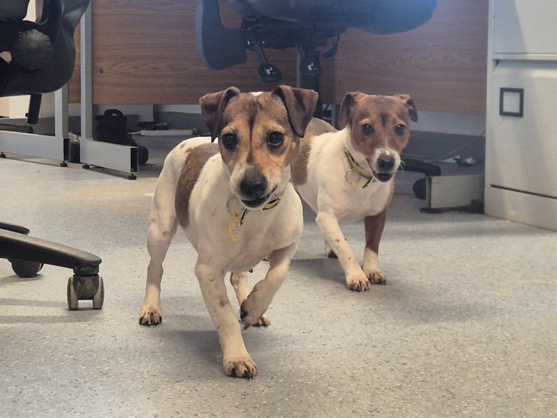 undefined | Terrier (Jack Russell) | undefined - 2