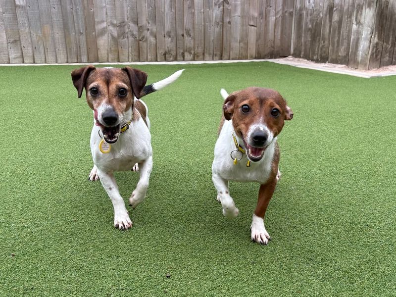 Peony | Terrier (Jack Russell) | Loughborough - 2