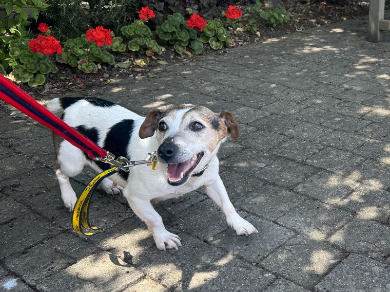 undefined | Terrier (Jack Russell) | undefined - 5