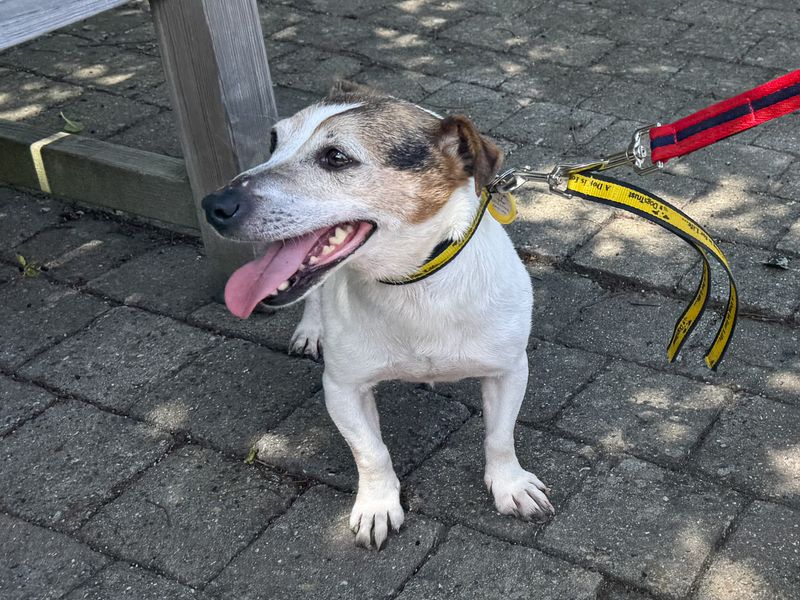 undefined | Terrier (Jack Russell) | undefined - 4