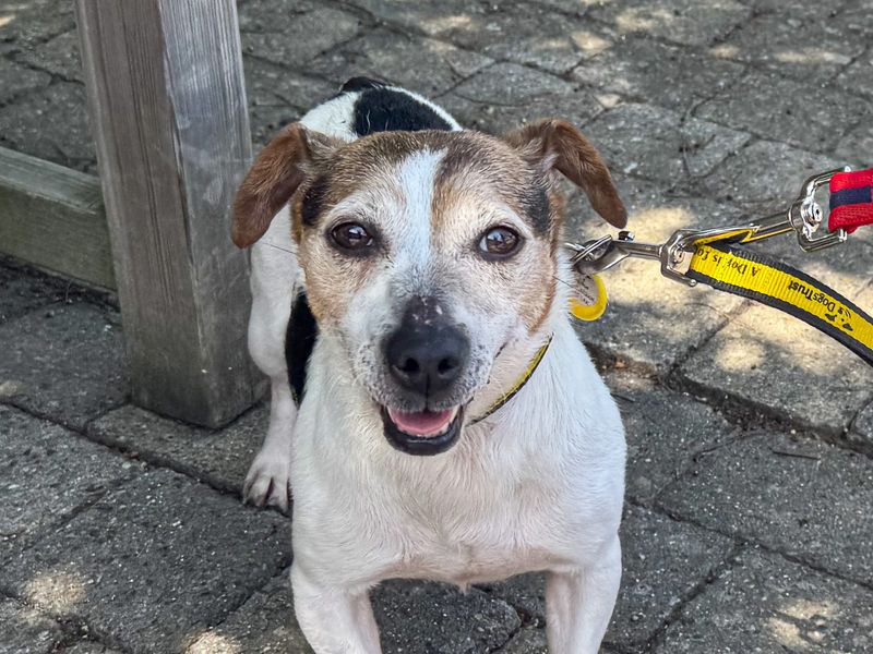 undefined | Terrier (Jack Russell) | undefined - 2