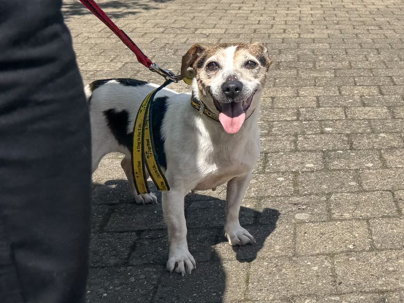 undefined | Terrier (Jack Russell) | undefined - 6