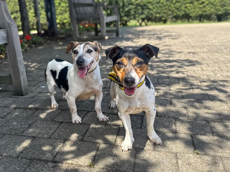 undefined | Terrier (Jack Russell) | undefined - 3