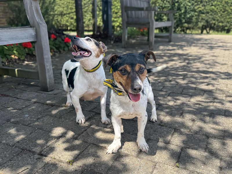 undefined | Terrier (Jack Russell) | undefined - 1