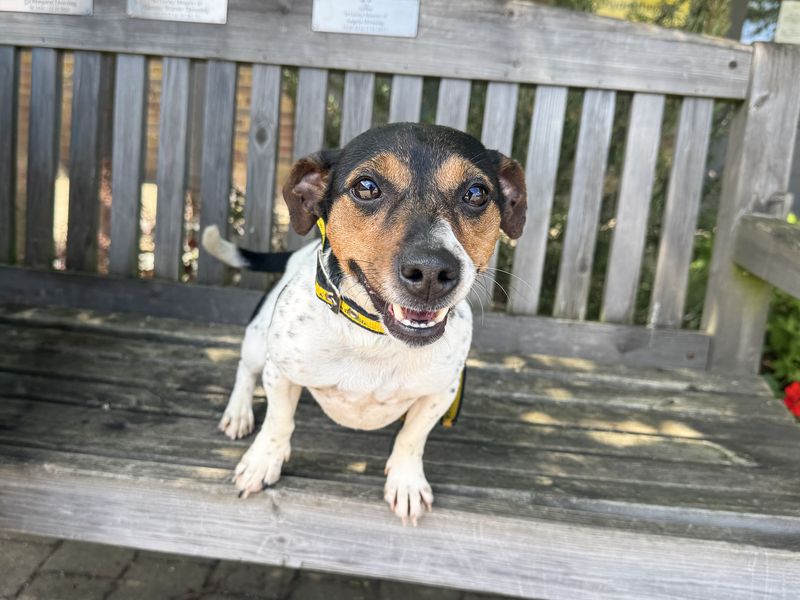 undefined | Terrier (Jack Russell) | undefined - 1
