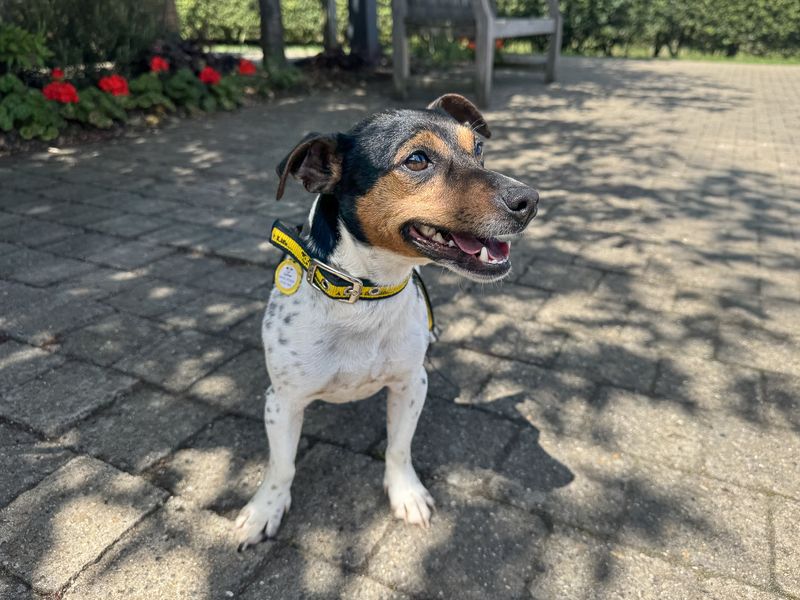 undefined | Terrier (Jack Russell) | undefined - 3