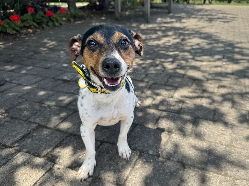 undefined | Terrier (Jack Russell) | undefined - 5