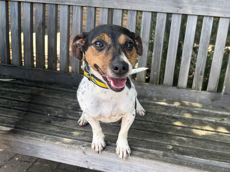 undefined | Terrier (Jack Russell) | undefined - 7