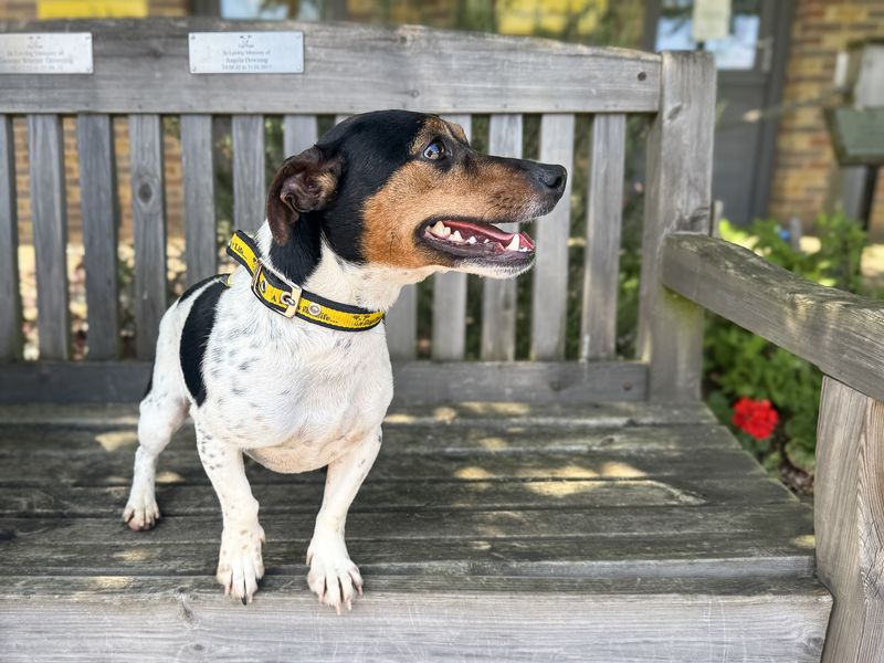undefined | Terrier (Jack Russell) | undefined - 4