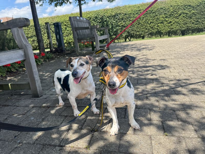 undefined | Terrier (Jack Russell) | undefined - 2