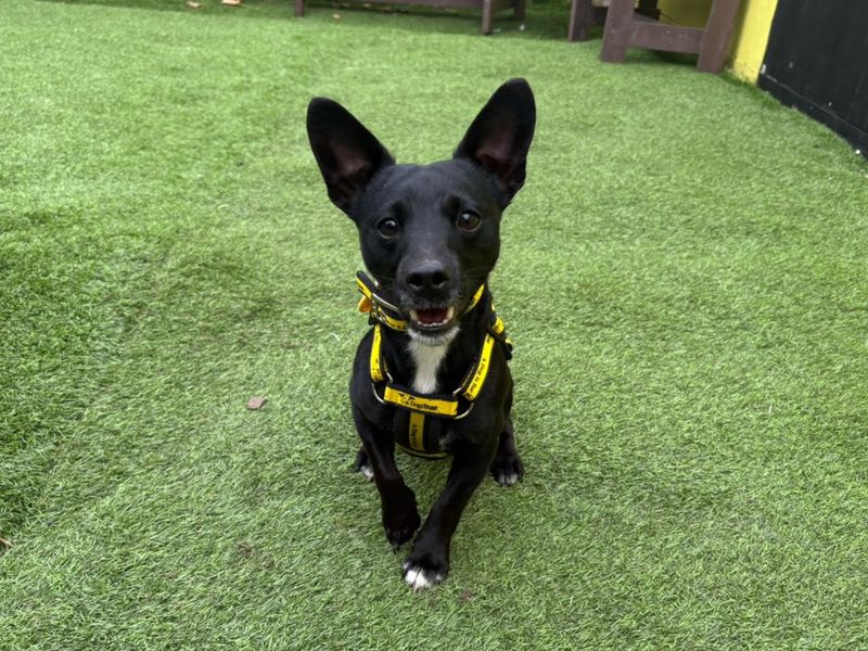 Finley | Terrier (Jack Russell) | West Calder (Edinburgh) - 1