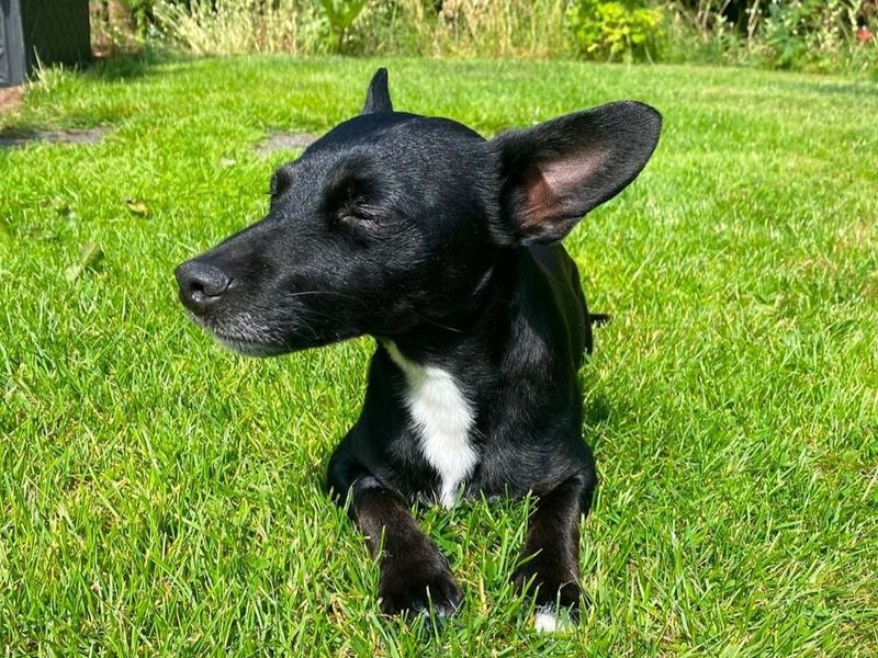 Finley | Terrier (Jack Russell) | West Calder (Edinburgh) - 3