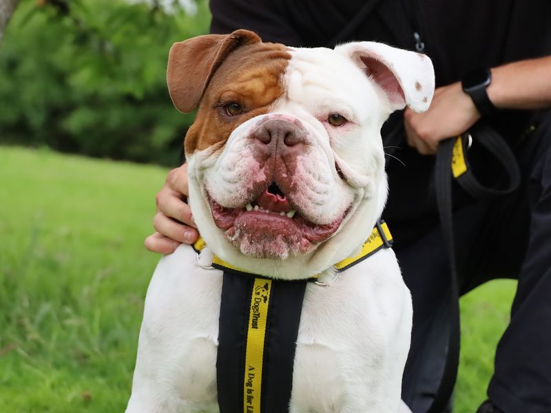 undefined | Bulldog | undefined - 1