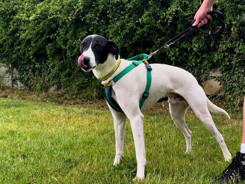 Max | Pointer Cross | Salisbury (Wiltshire) - 2