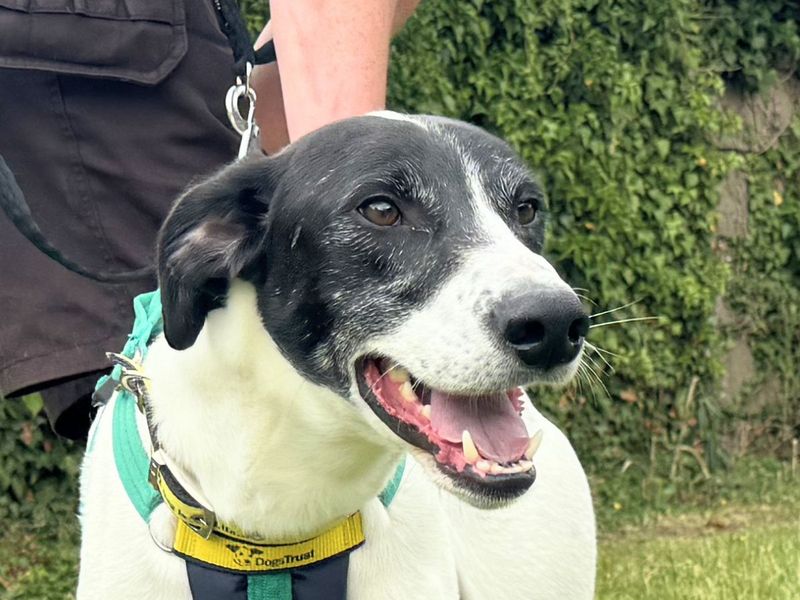 Max | Pointer Cross | Salisbury (Wiltshire) - 3