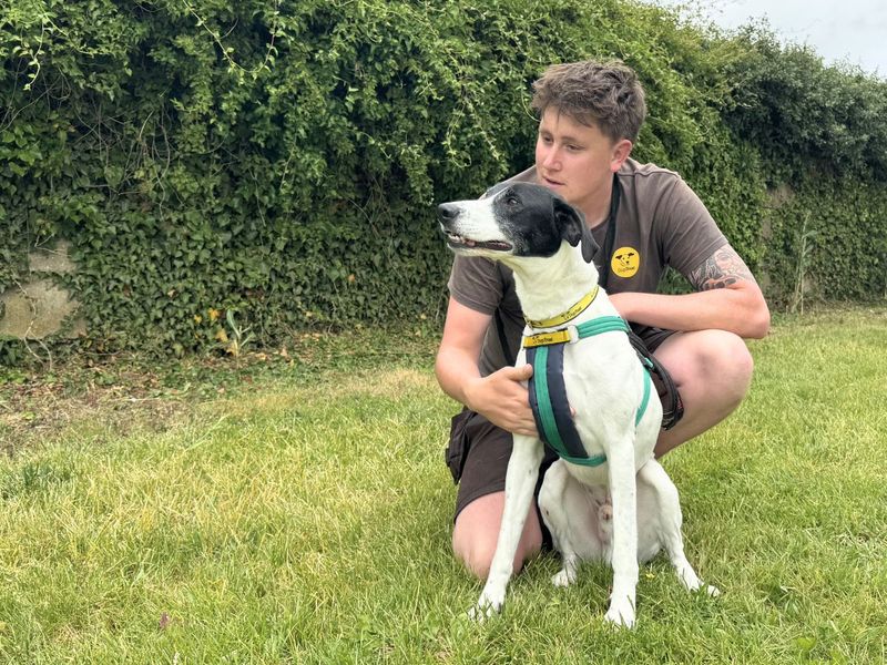 Max | Pointer Cross | Salisbury (Wiltshire) - 1