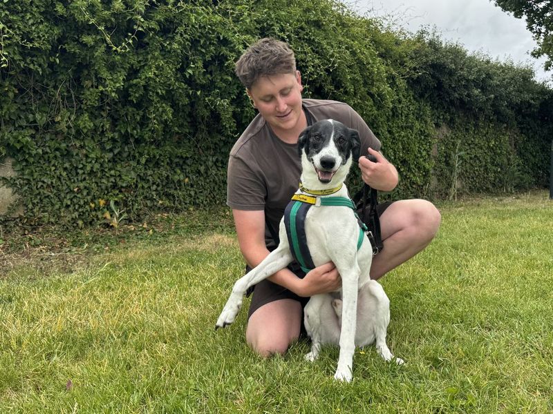 Max | Pointer Cross | Salisbury (Wiltshire) - 4