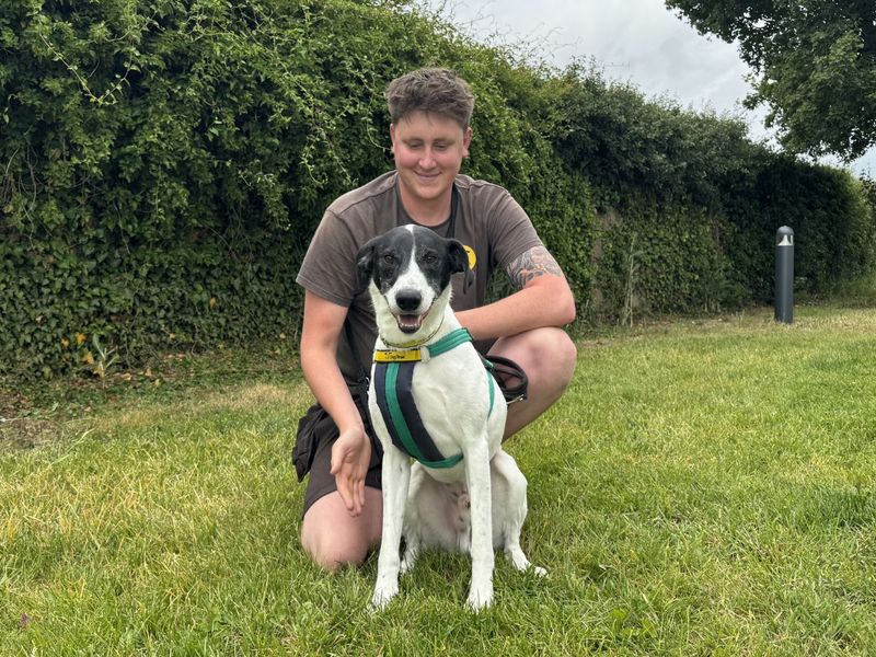 Max | Pointer Cross | Salisbury (Wiltshire) - 7