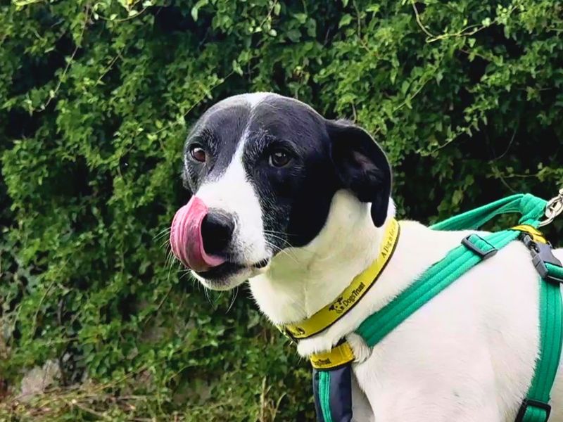 Max | Pointer Cross | Salisbury (Wiltshire) - 6