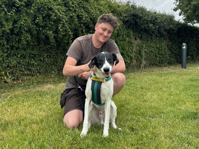 Max | Pointer Cross | Salisbury (Wiltshire) - 5