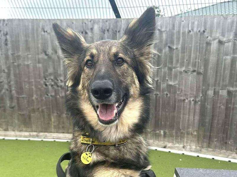 undefined | German Shepherd Dog Cross | undefined - 1