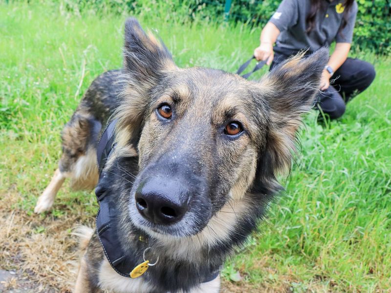 undefined | German Shepherd Dog Cross | undefined - 6