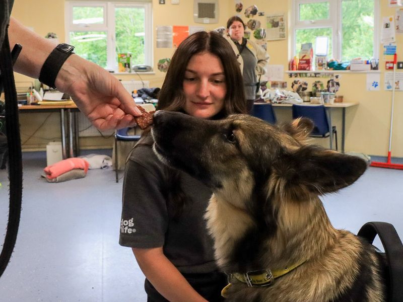 undefined | German Shepherd Dog Cross | undefined - 5