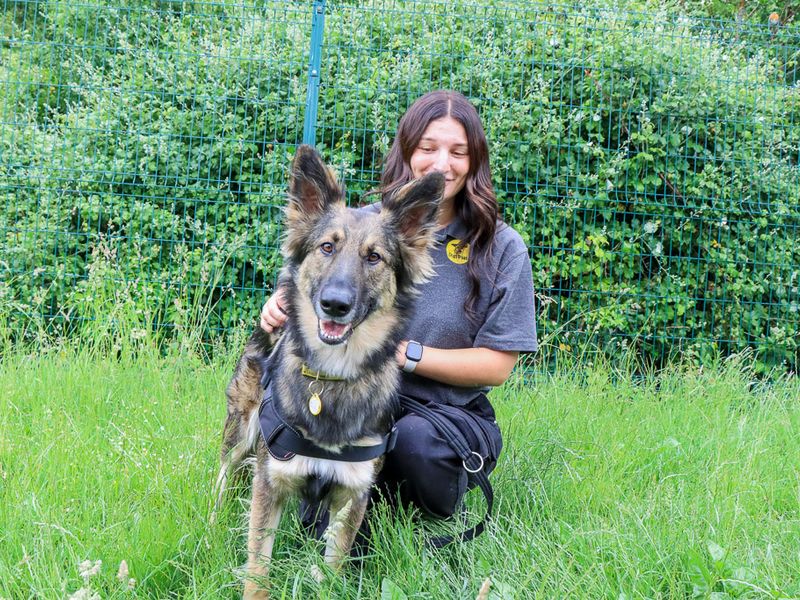 undefined | German Shepherd Dog Cross | undefined - 4
