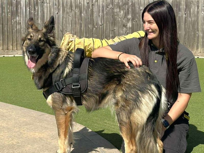 undefined | German Shepherd Dog Cross | undefined - 3