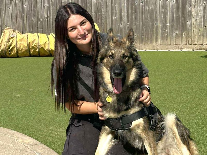 undefined | German Shepherd Dog Cross | undefined - 7