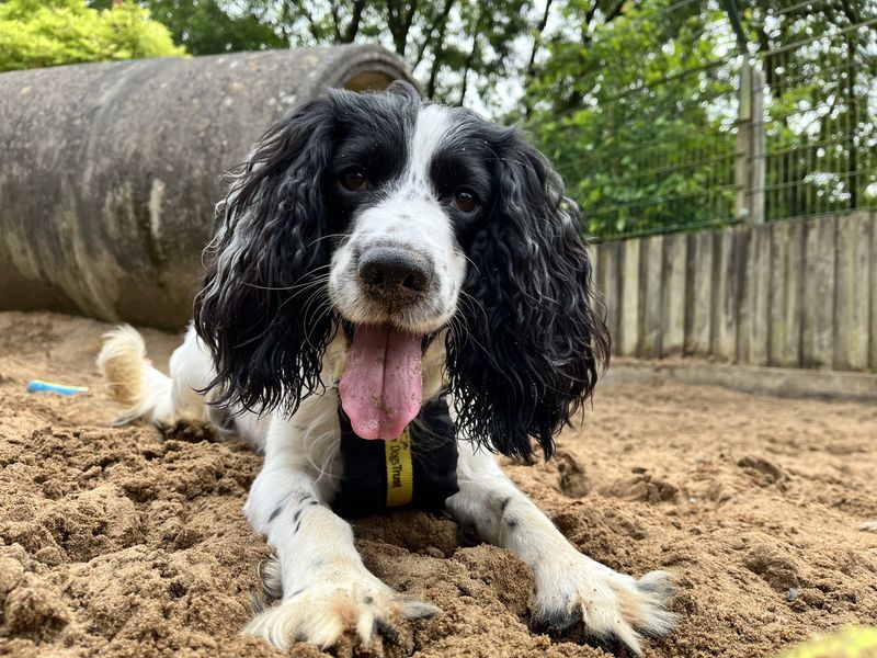 undefined | Spaniel (Cocker) | undefined - 1