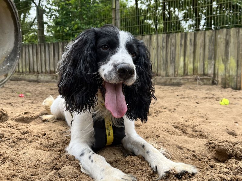 undefined | Spaniel (Cocker) | undefined - 4