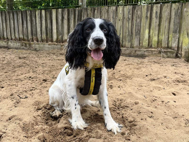 undefined | Spaniel (Cocker) | undefined - 3