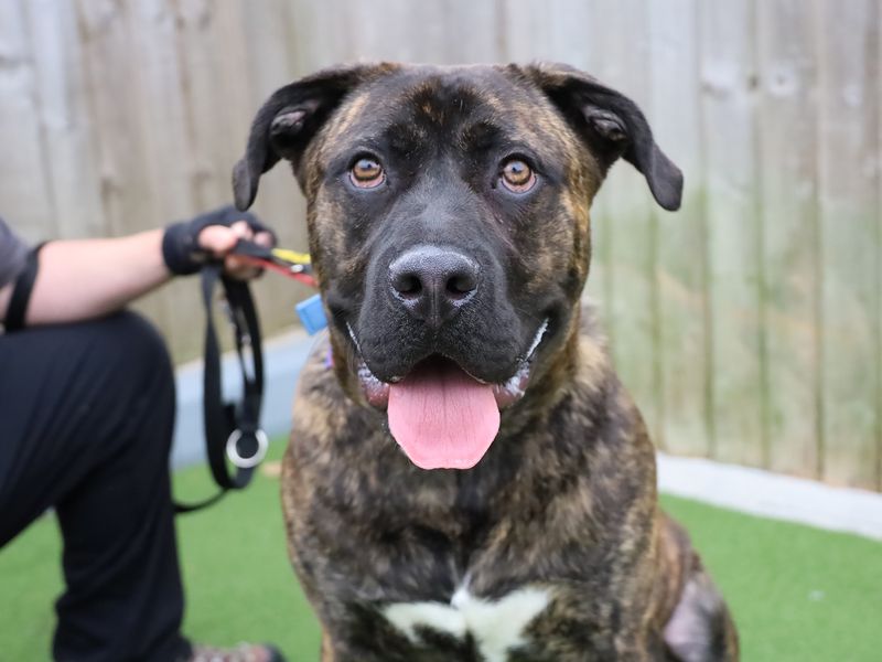 Cane Corso Dogs And Puppies For Adoption