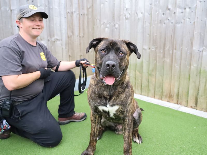 undefined | Terrier (Staffordshire Bull) Cross | undefined - 2