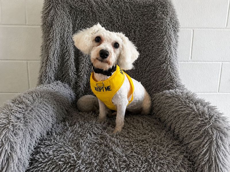 undefined | Bichon Frise | undefined - 2