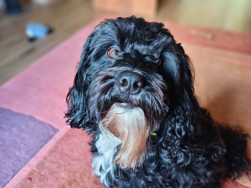 Scout - Image 6 of 6