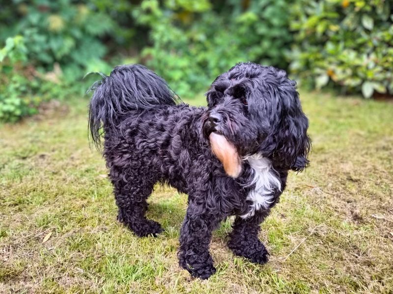 Scout - Image 5 of 6