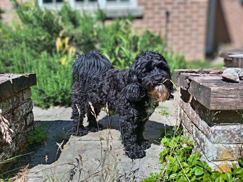 Scout - Image 2 of 6