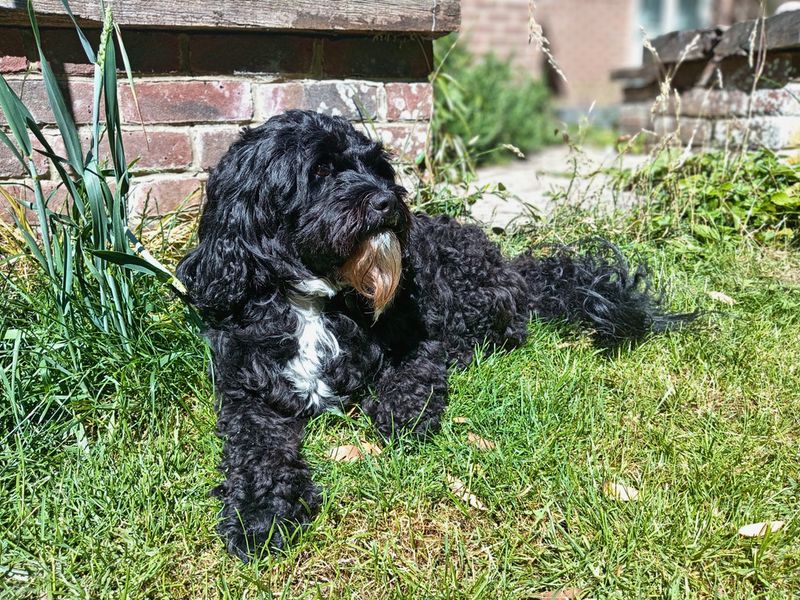 Scout - Image 3 of 6