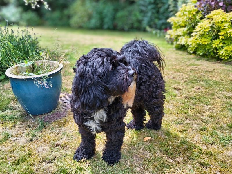 Scout - Image 4 of 6