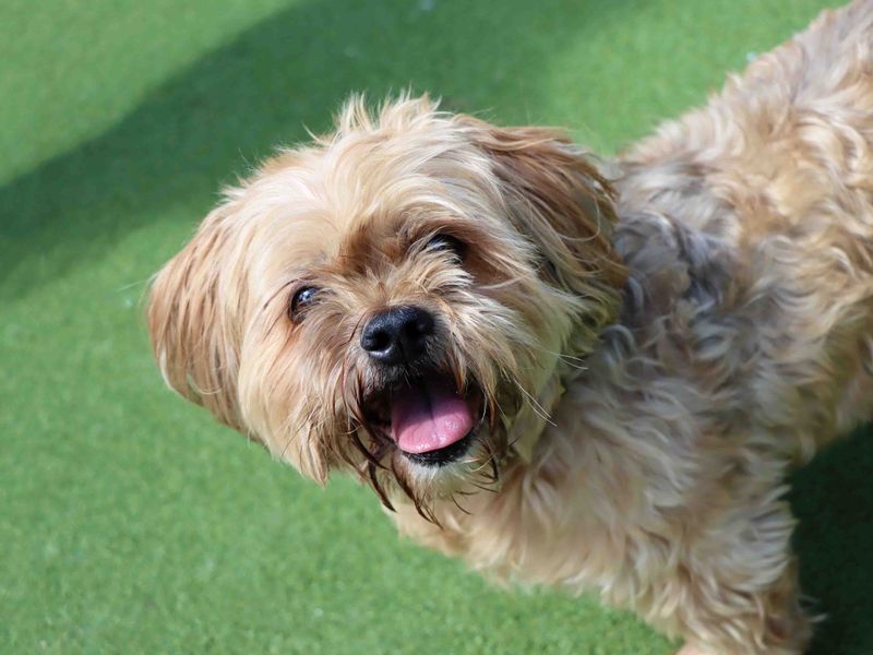 Ozzy | Shih Tzu | Darlington - 3
